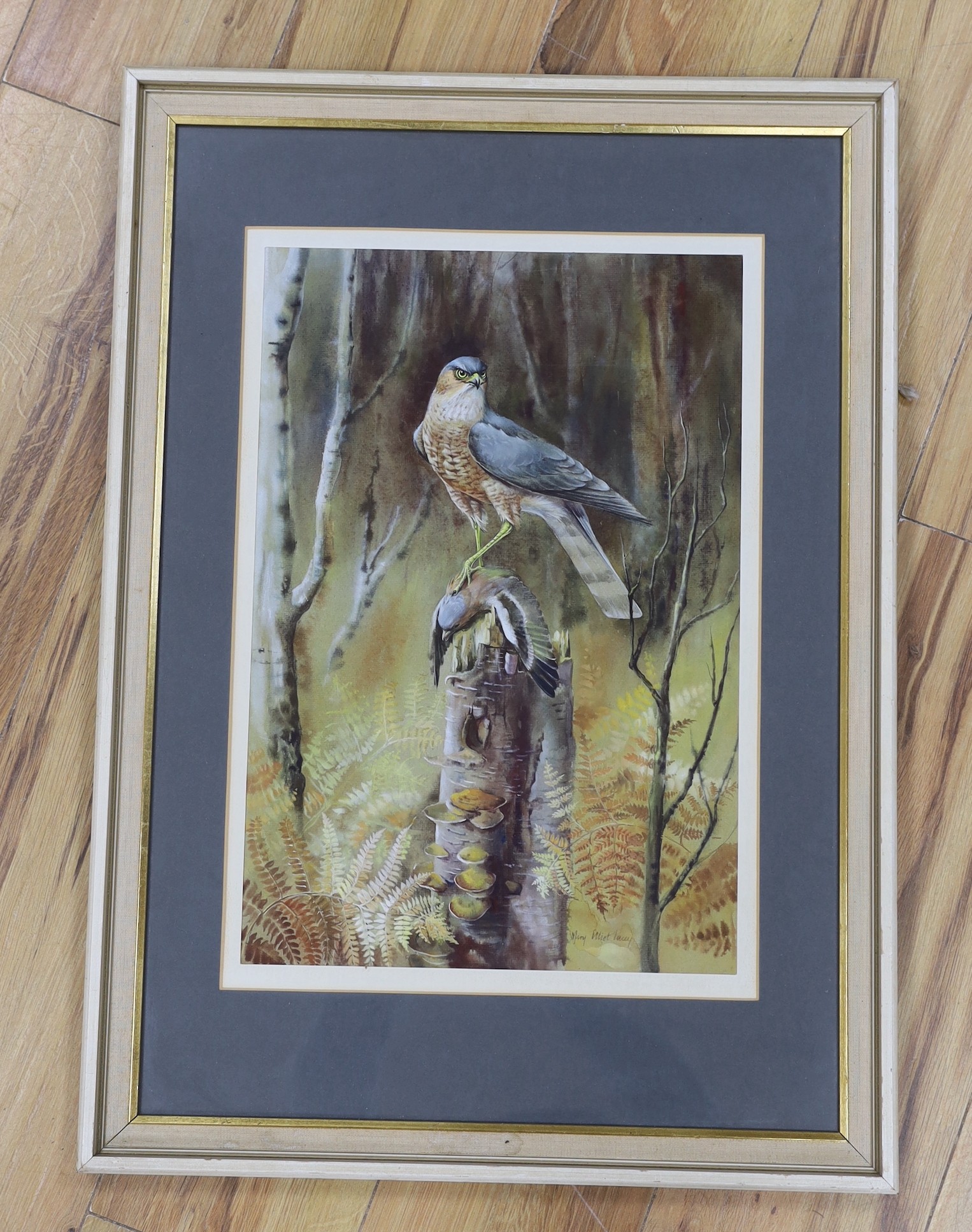 Margaret Elliott Lacey, 20th century, gouache, Sparrow hawk and finch, signed, 45 x 30cm